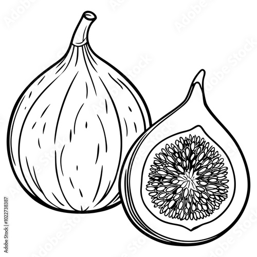 Fresh fig Fruit and slice line art vector illustration
