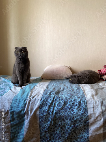 Curious cat sits alertly on a cozy bed, while another feline rests peacefully nearby, embodying serenity and companionship in a domestic setting. Contrasting postures highlight the playful yet calm