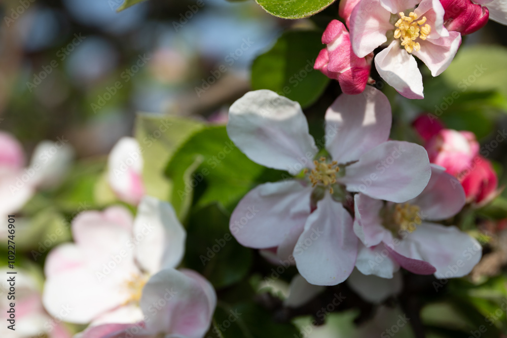 Close-up of wild apple blossom in spring Close-up of wild apple blossom in spring