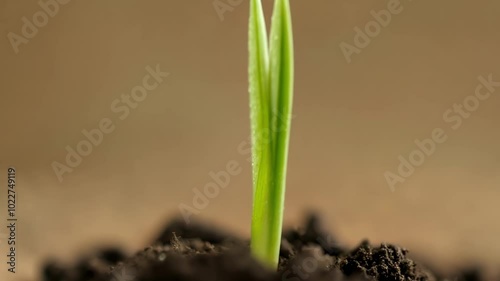 Single plant is emerging from the soil, representing new life and growth. The image evokes nature, spring, and new beginnings