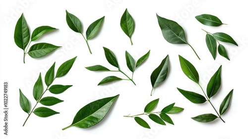 A beautiful set of fresh green leaves from various plants, elegantly isolated on a white background.