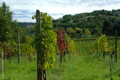 Vigne a ottobre nella campagnia Toscana photo