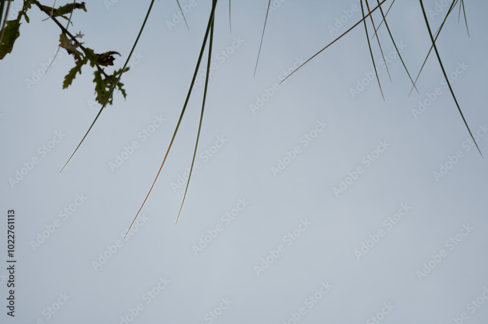 blades of grass and herbs hanging down from the top of the picture