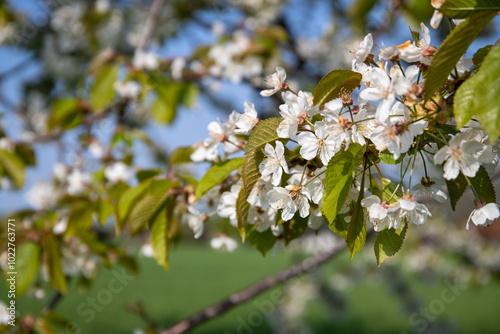 White apple blossoms on the apple tree in spring