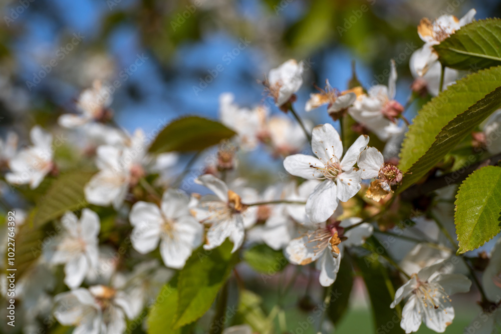 White apple blossoms on the apple tree in spring White apple blossoms on the apple tree in spring