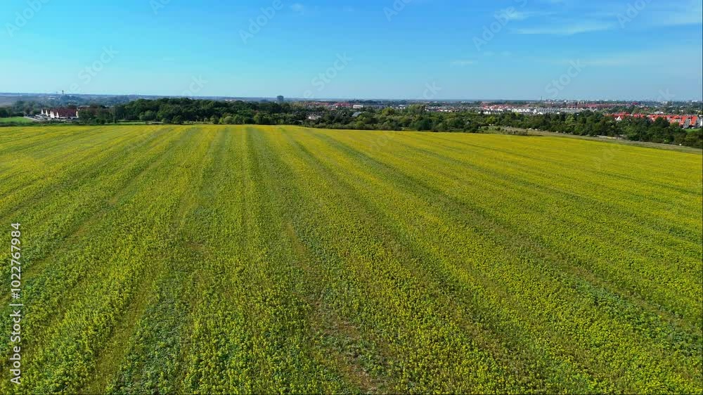 A drone flies over a sunflower field, where countless yellow blooms bask in the sunlight, their petals swaying softly in the breeze.