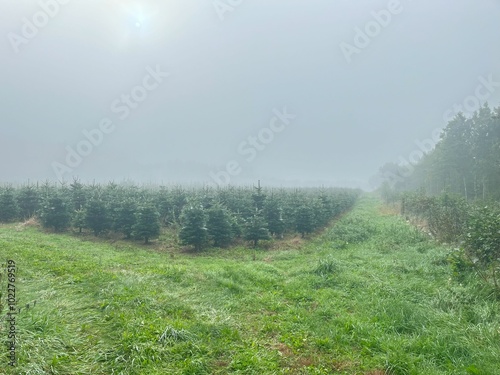 A foggy morning view of a Christmas tree farm with neatly arranged rows of young evergreens, surrounded by lush greenery.