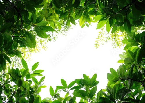 A lush green forest with a white background