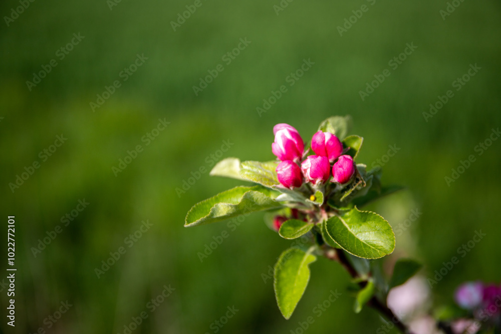 Close-up of wild apple blossom in spring Close-up of wild apple blossom in spring