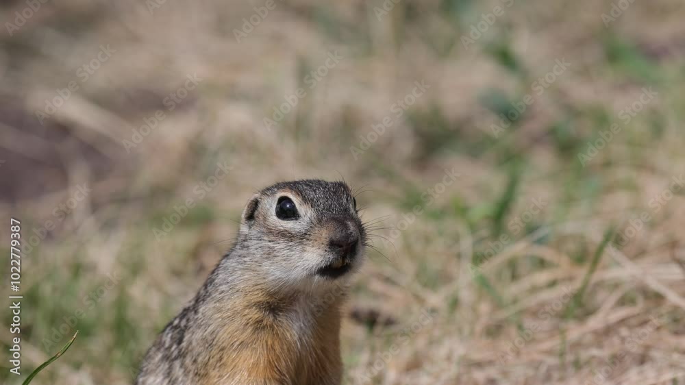 Speckled ground squirrel animal close up portrait Speckled ground squirrel animal close up portrait