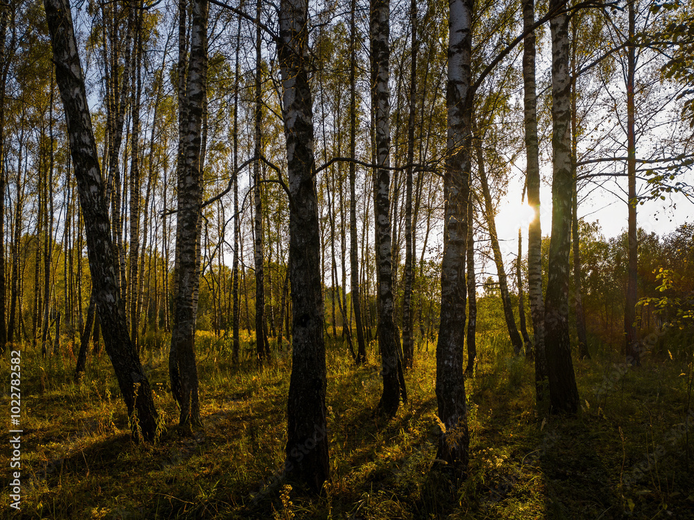 Obraz premium Birch grove with golden leaves in golden autumn, illuminated by the sun at sunset or dawn.