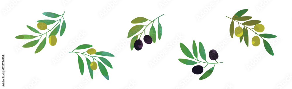 Olive Branch with Green and Black Fruit Vector Set Olive Branch with Green and Black Fruit Vector Set