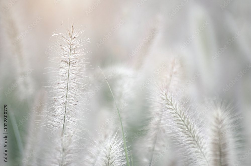 Poaceae grass flowers of winter meadow of Korea. Poaceae grass flowers of winter meadow of Korea.