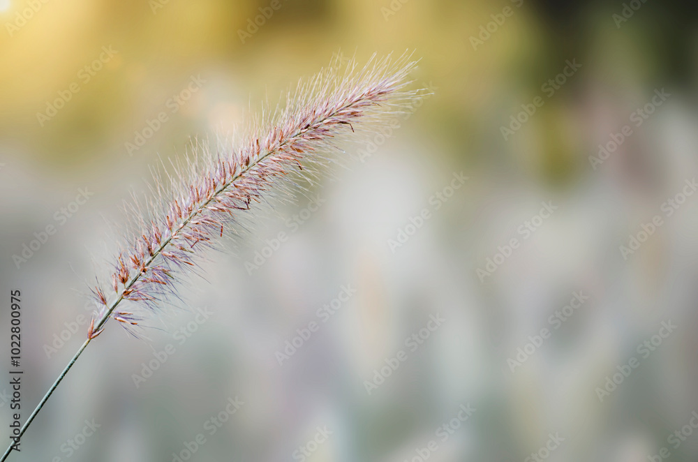 Poaceae grass flowers of winter meadow of Korea. Poaceae grass flowers of winter meadow of Korea.