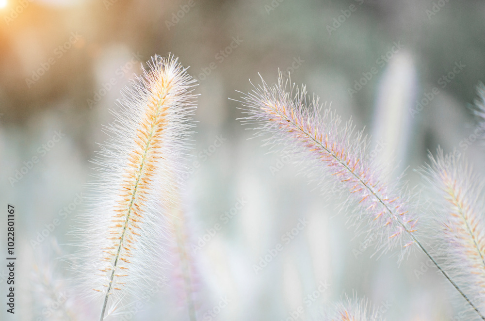 Poaceae grass flowers of winter meadow of Korea. Poaceae grass flowers of winter meadow of Korea.