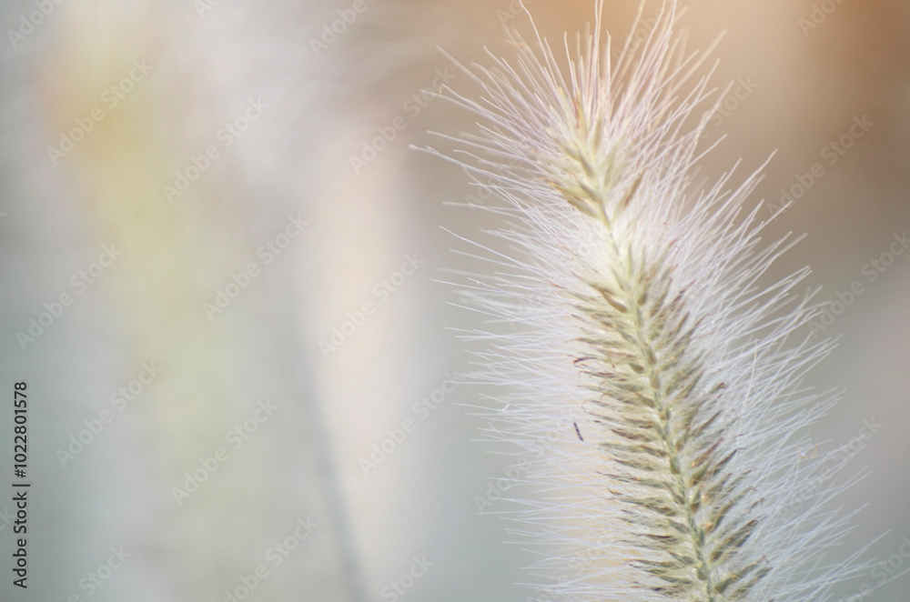 Poaceae grass flowers of winter meadow of Korea.