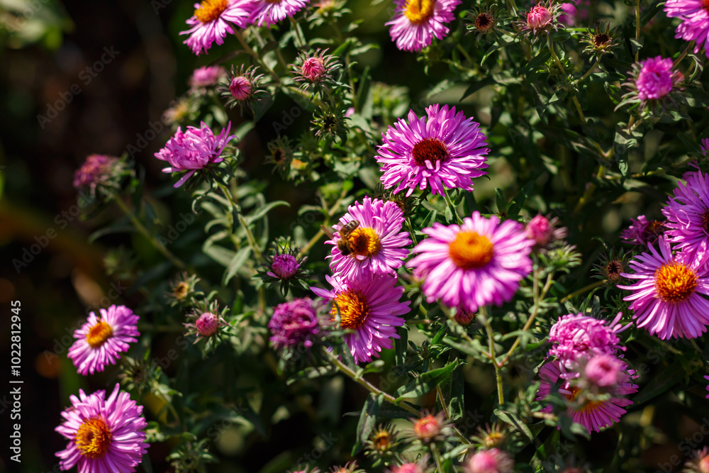 Fototapeta premium Aster daisy in mid-autumn. The purple flower attracts bees.