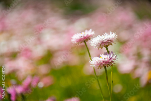 Three Rhodanthe chlorocephala, the pink and white everlasting daisy, common in Western Australia and South Australia photo