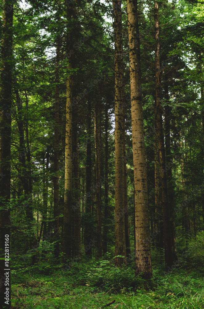 Fototapeta premium Green forest scene. Tall pine tree trunks, lush green vegetation, late summer early morning light, no people