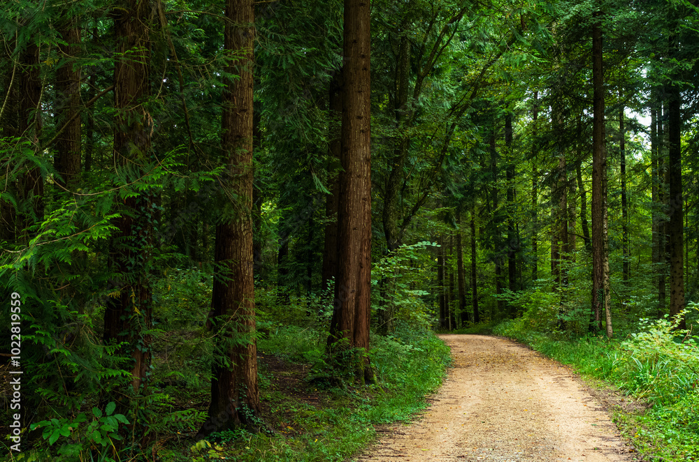 Fototapeta premium Green forest empty trail or footpath. Moody late summer scene, no people