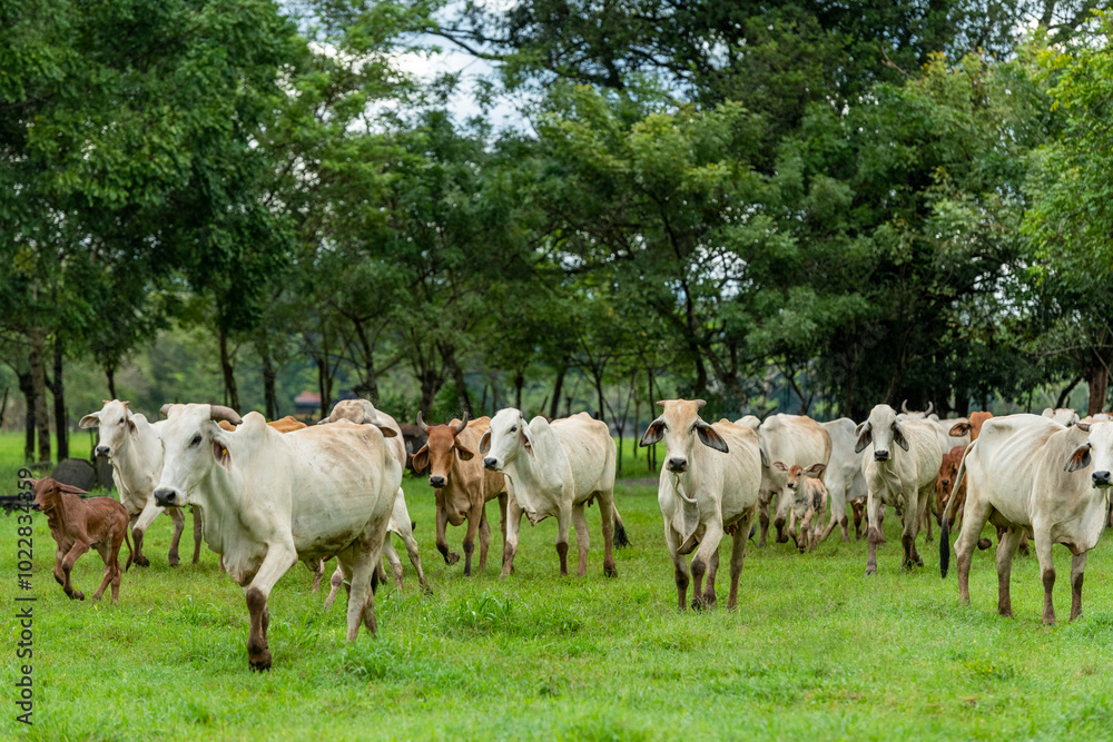 Herd of young brahman cattle in a field, Panama, Central America - stock photo