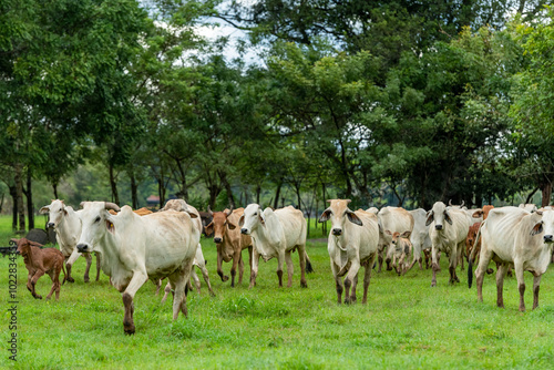 Obraz na płótnie Herd of young brahman cattle in a field, Panama, Central America - stock photo w salonie