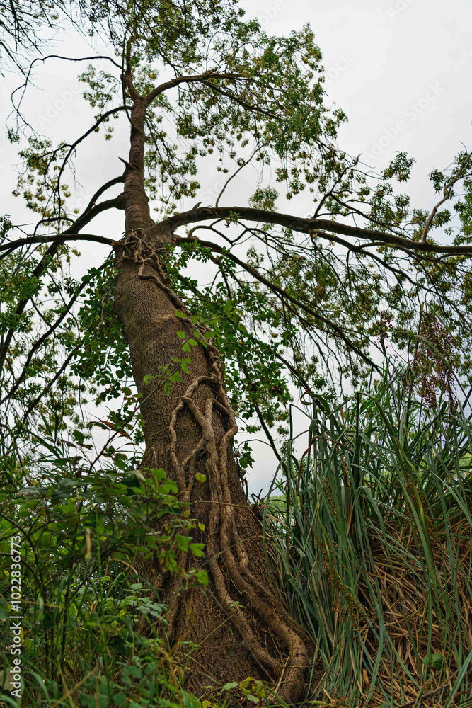 Fototapeta premium Twisted Tree in Lush Greenery