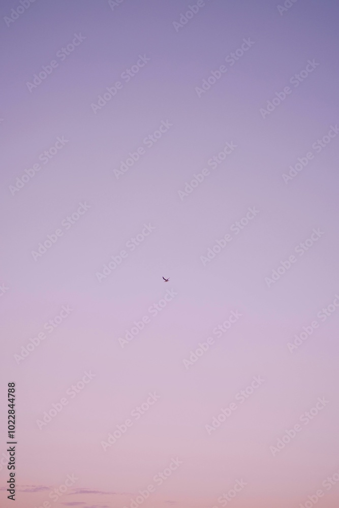 Fototapeta premium birds flying in the sky