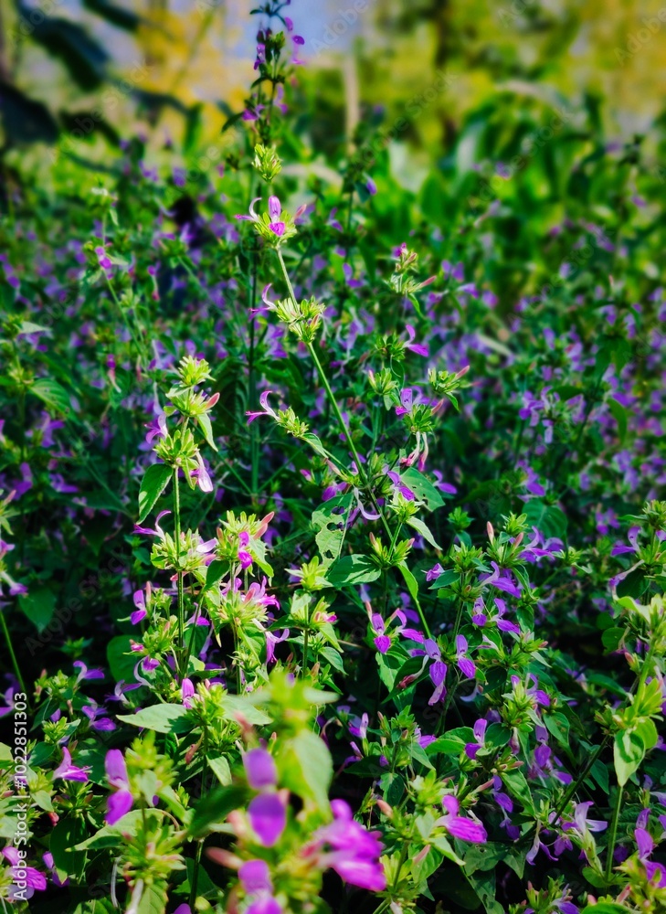 flowers in the garden flowers in the garden