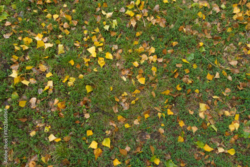 Glade covered with yellow and brown fallen leaves of cottonwood in autumn