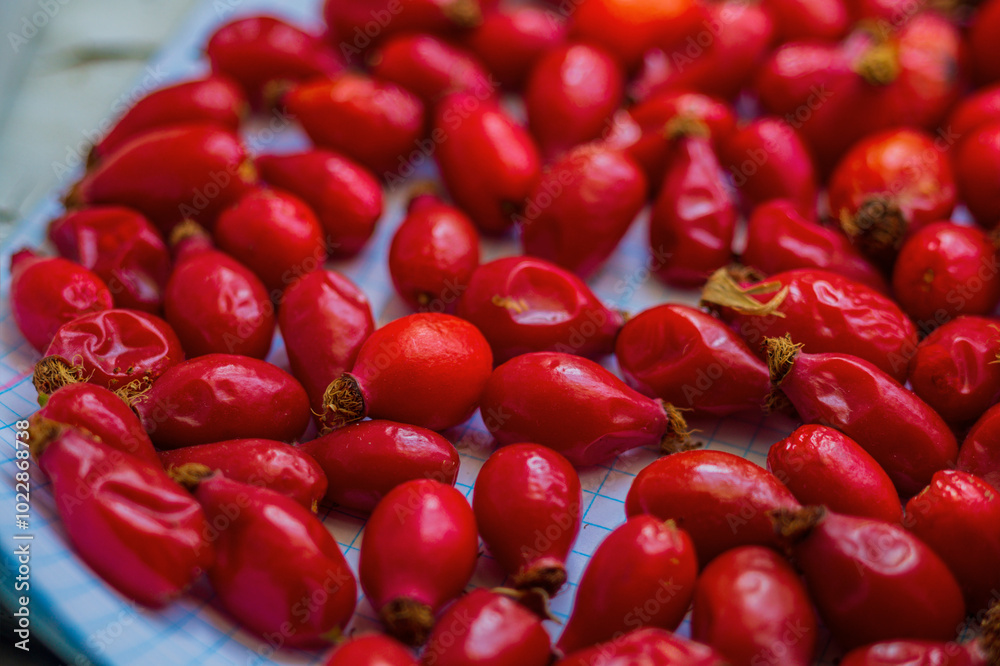 Laid out ripe red fruits of natural rose hips. Organic ingredients for medicines and vitamins for well-being, recovery, adaptogens. Chemical composition, natural environment, collection of herbs.