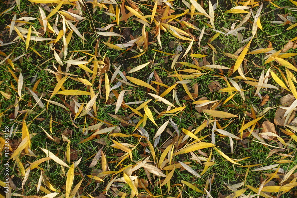 Grassplot covered with fallen leaves of willow in November Grassplot covered with fallen leaves of willow in November