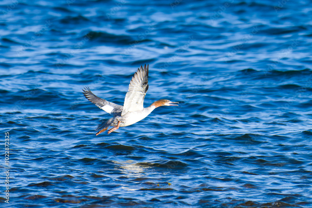 Gänsesäger im Flug im Herbst an der Ostsee