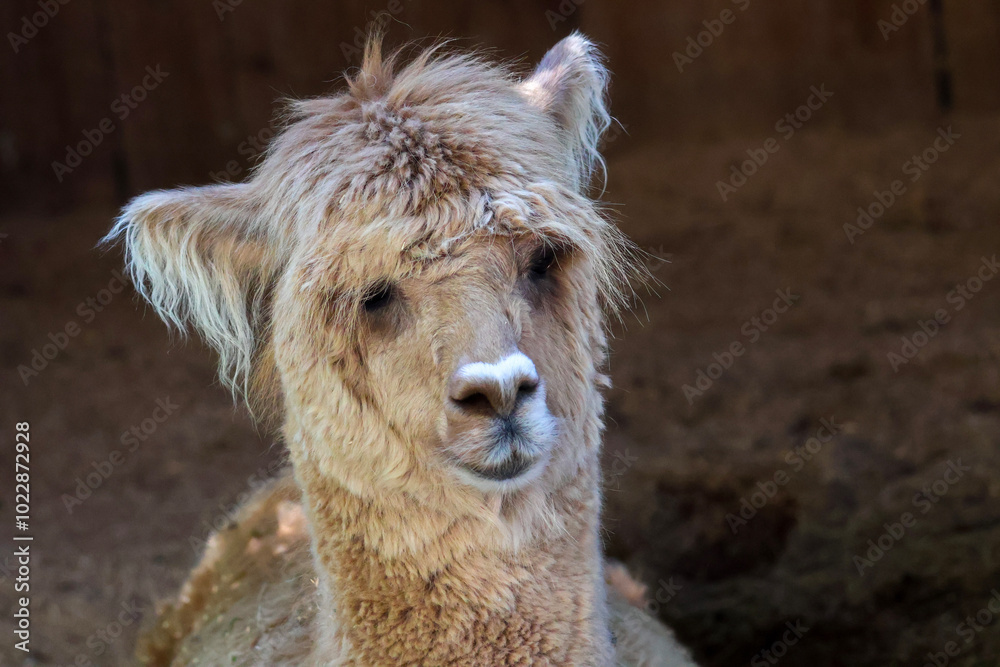 Obraz premium close up of a alpaca