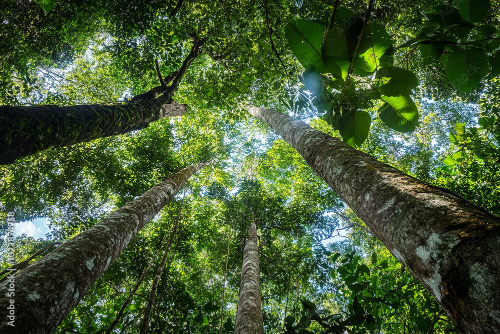 Fototapeta premium Expansive View of Rainforest Canopy Rich in Wildlife and Flora 