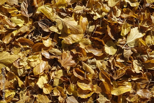 View of fallen leaves of mulberry on the ground fron above in October