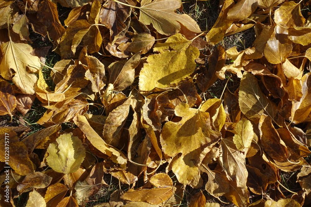 Yellow and brown fallen leaves of mulberry in October Yellow and brown fallen leaves of mulberry in October