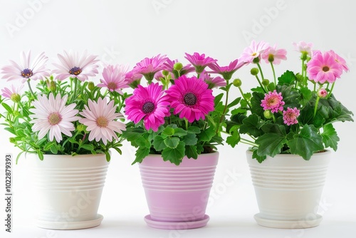 Three charming flower pots showcase vibrant daisies and pink blossoms, adding a touch of freshness and color to the bright, minimalist setting.