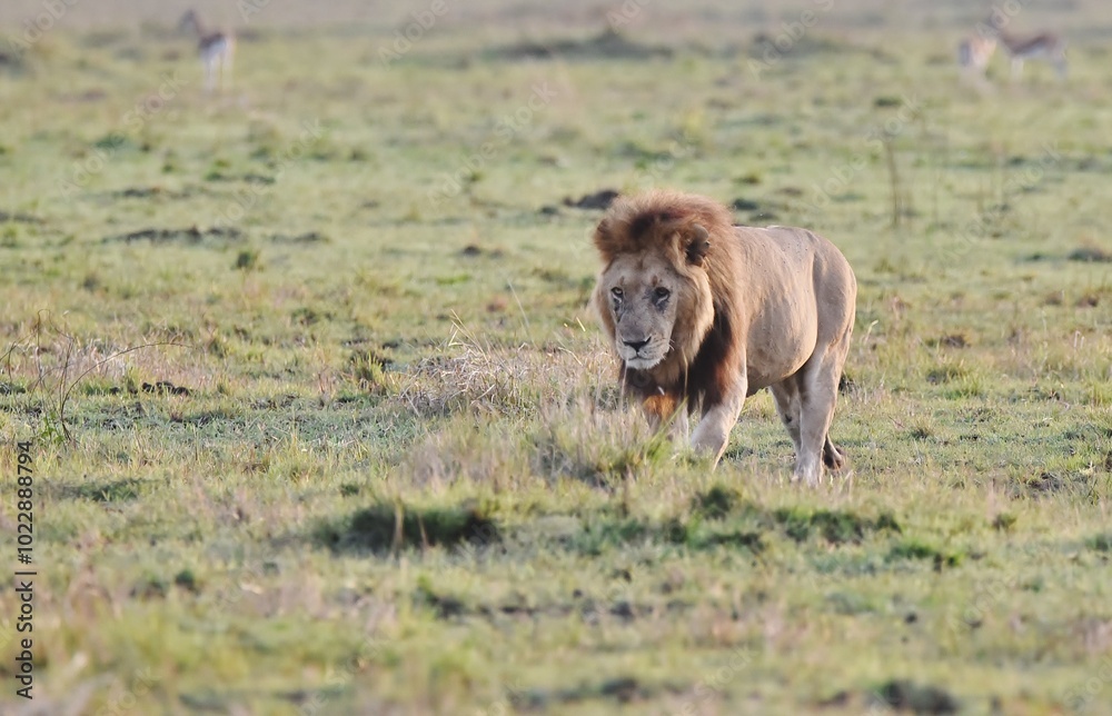 A male Lion walking in then grass.