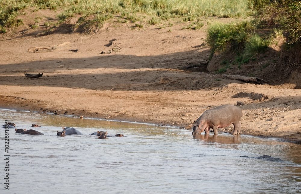A Hippopotamus drinking from a river in Kenya while other Hippos relax in the water. A Hippopotamus drinking from a river in Kenya while other Hippos relax in the water.