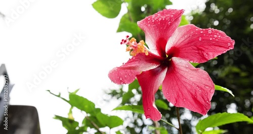 Large bright red flowers of Hibiscus spring after the rain in 
the nature garden. (rose mallow, Hawaiian hibiscus) photo