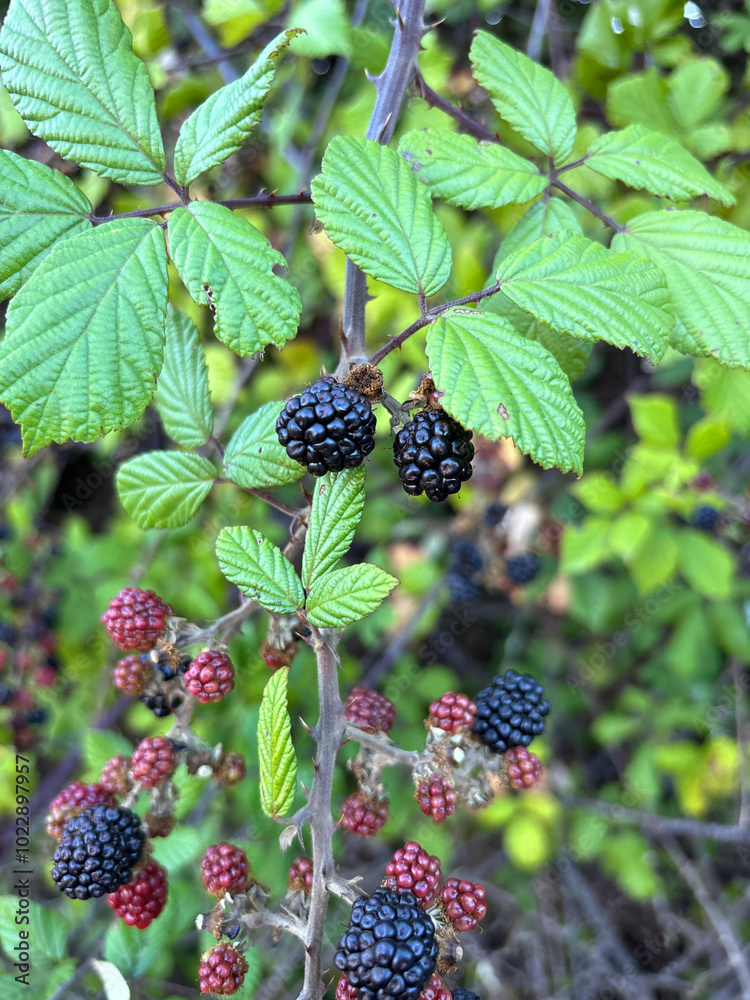 Fresh black and red blackberries isolated close-up on green leaves background in the forest, Tenerife, Canary Islands, Spain Fresh black and red blackberries isolated close-up on green leaves background in the forest, Tenerife, Canary Islands, Spain