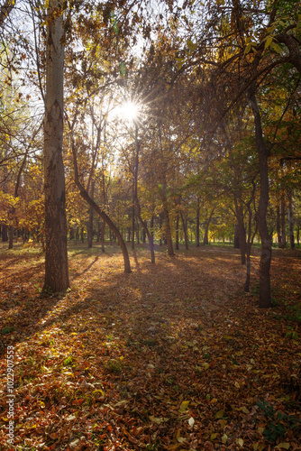 The color of autumn leaves, golden autumn in the park, the sun's rays pass through the foliage, vertical photo.