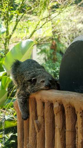 Close-up image of a binturong (Arctictis binturong), also known as a bearcat, peacefully asleep on a tree branch. The binturong has a thick, black fur coat with faint streaks of gray, and its long, bu