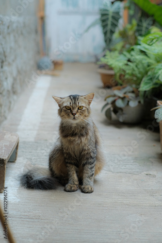 Charming portrait of a cat with expressive eyes and soft fur, exuding curiosity and playfulness. The detailed close-up captures the cat's unique personality, highlighting its beauty and charm