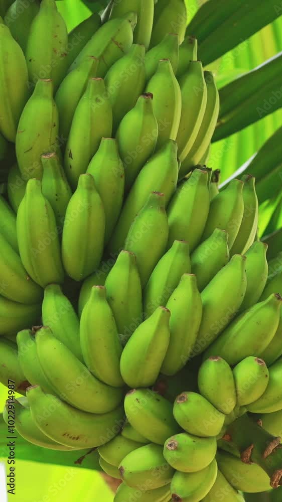 Goa, India. Banana 'Tree' Showing Fruit And Inflorescence. Zoom Out Goa, India. Banana 'Tree' Showing Fruit And Inflorescence. Zoom Out