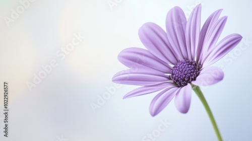 stunning purple flower in sharp focus against serene blurred green background