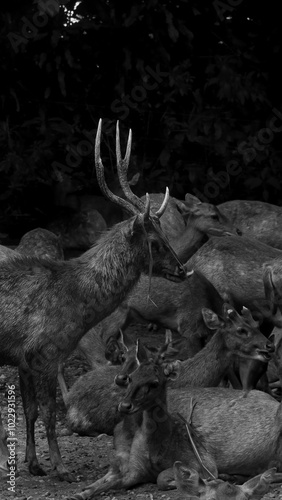 Artistic black and white photo of a group of brown deer (Cervidae) in a serene forest setting. The deer are captured mid-graze, with soft shadows and textures highlighting their graceful forms against