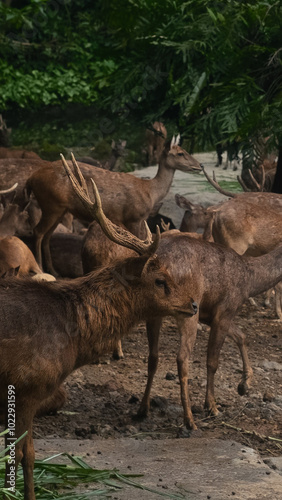 A group of brown deer (Cervidae) in a peaceful forest clearing, with one deer standing alert while others graze. Sunlight filters through the trees, highlighting their coats and creating a calm, natur