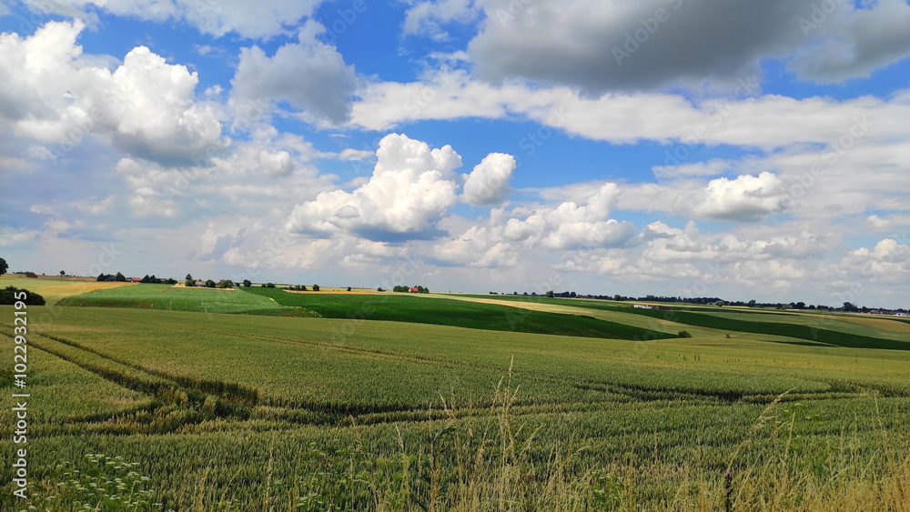 field and blue sky